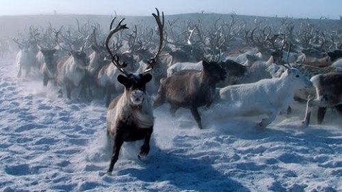 Охота на дикого северного оленя