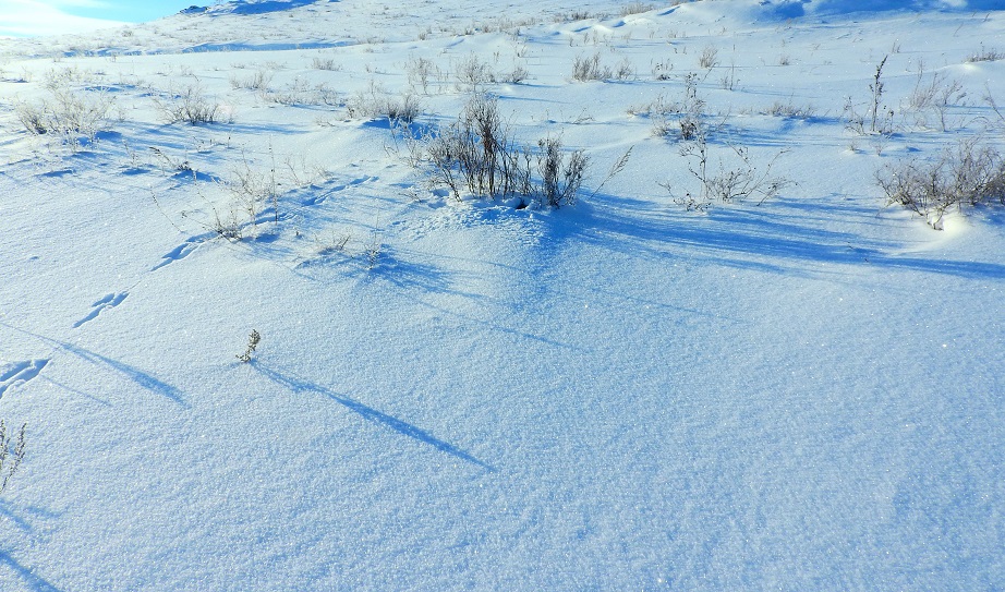 и застучало сердечко