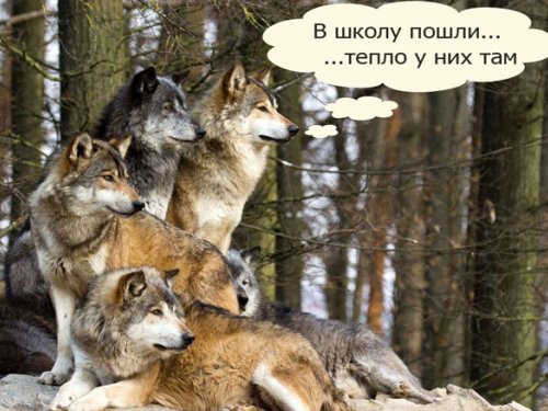 Серая наглость
