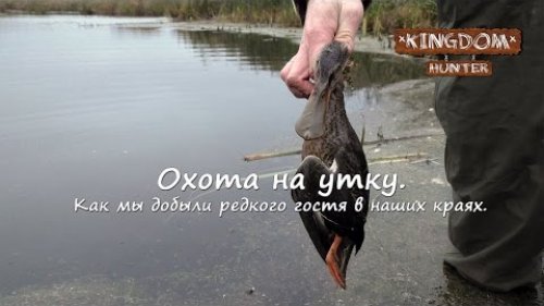 Охота на утку.  Как мы добыли редкого гостя в наших краях