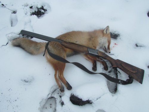 лисовин