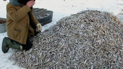 Подледная рыбалка! Промысловая заготовка рыбы.