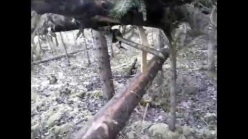 Капканный промысел. Открытие сезона 2016-2017. Trapping hunt.