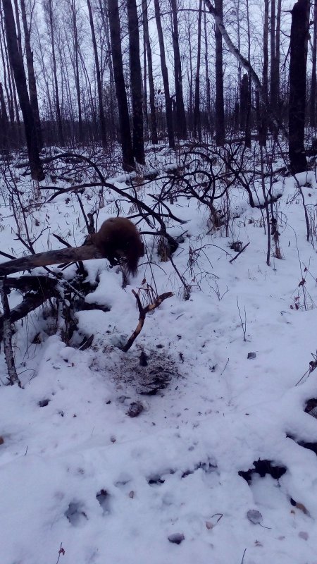 Такие звери есть в коченёвском районе