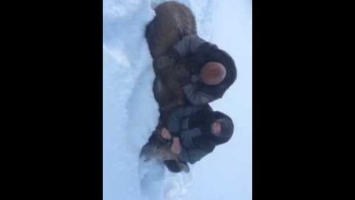 погоня за лосём на тайге!