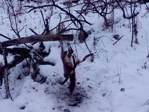 Вроде соболь