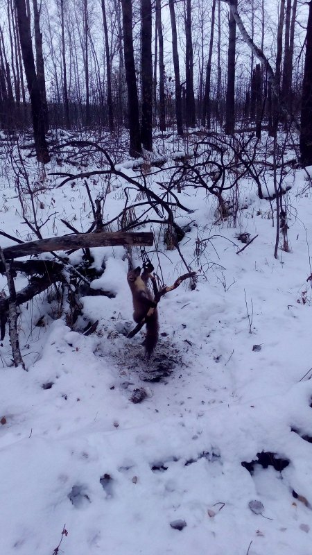 Вроде соболь