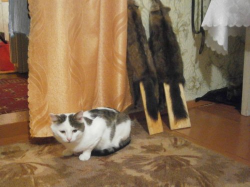 грустный кот.