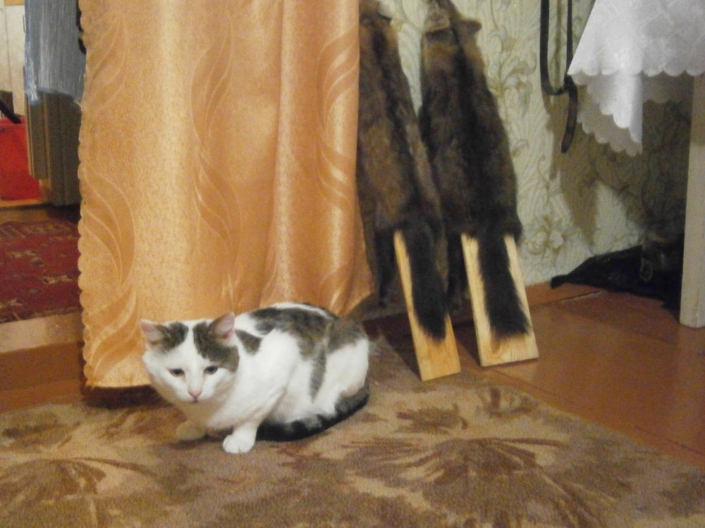 грустный кот.