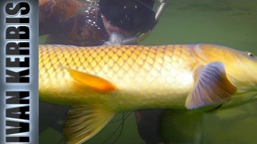 Подводная охота на сазана, Красноярское море (КВХ), закрытие сезона 2016