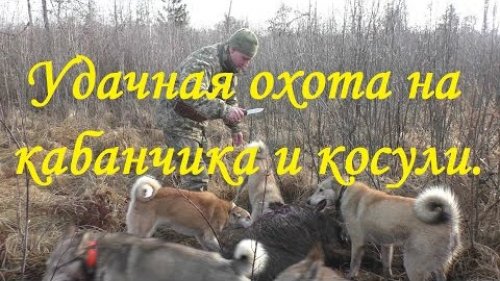 Удачная охота на кабанчика и косуль.