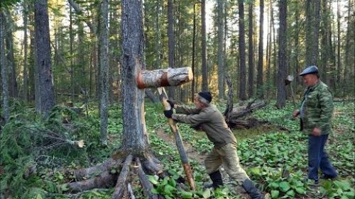 Трудный хлеб Тайги! Промысловые дары Сибирских угодий.