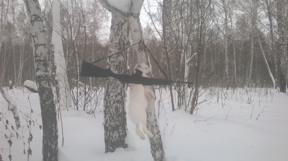 Зайка