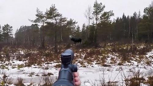 Сборник лучших моментов на охоте
