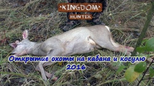 Открытие сезона охоты на кабана и косулю 2016.