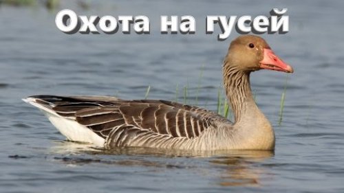 Охота на гусей в Шотландии