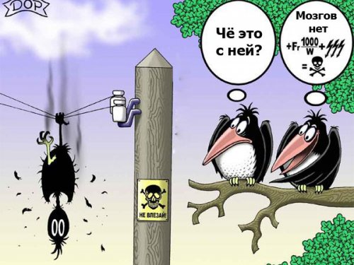 Знатоки куриных мозгов