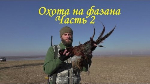 Супер охота на фазана. Часть 2