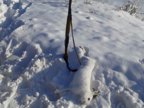 Самокрут 2, расстояние 60-70м