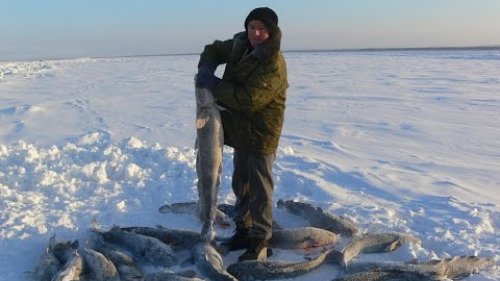 Загородки на налима. Зимний улов.