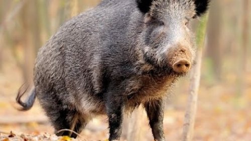 Как охотились наши деды  Охота на кабана  1 часть