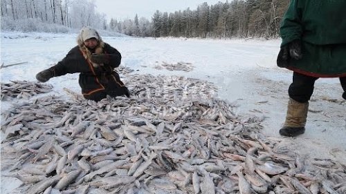Подледная рыбалка в угодьях Арылахского курье. Зимний клёв!