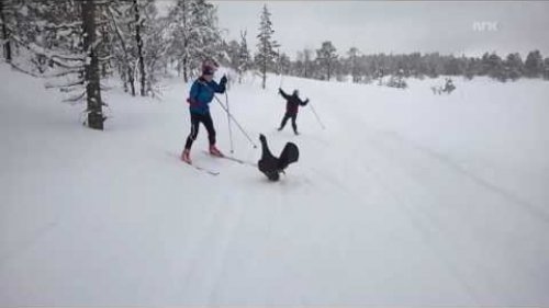 Наглый глухарь (боец)