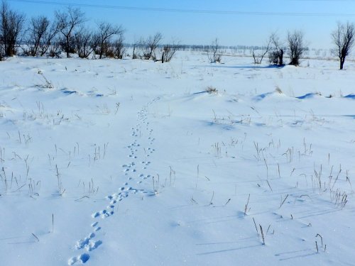 потропил в морозец