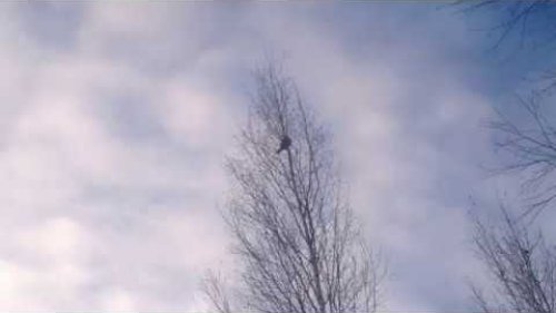 Рябчик