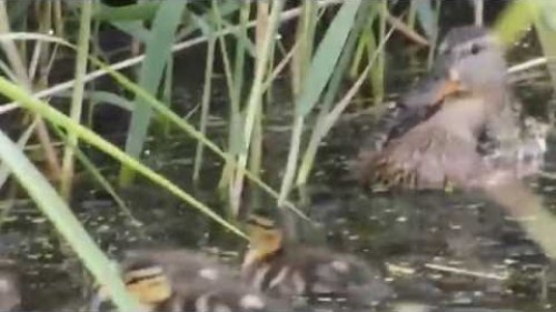 Ducklings mallards on the river