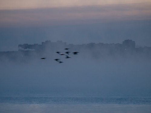 Крохали над зимней Обью на рассвете морозного дня