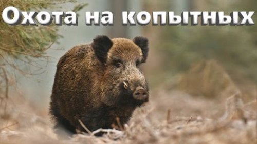 Охота в предгорьях Кавказа