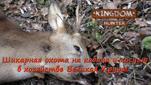 Шикарная охота на кабана и косулю в хозяйстве Великая Круча