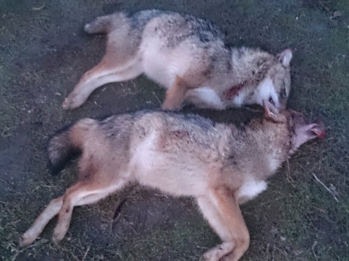 6.11.2016
