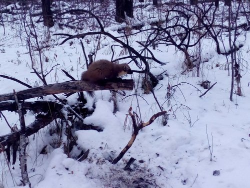 Не уверен, но вроде соболёк