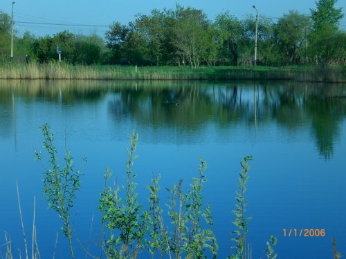 Красноголовик в поселке.