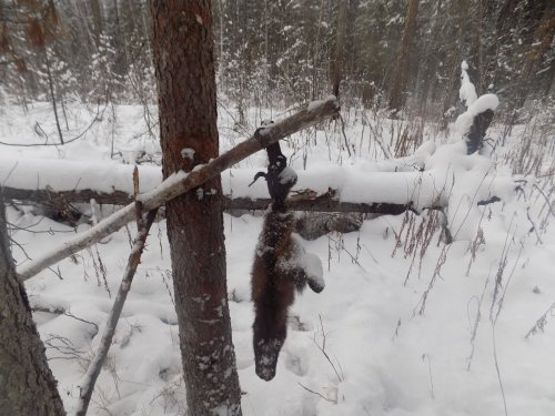 Попался родной