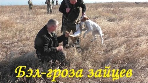 Щенок(Эпаньол бретон 8 месяцев, возраст) намертво вцепился в зайца.