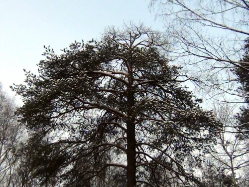 Рак сосны