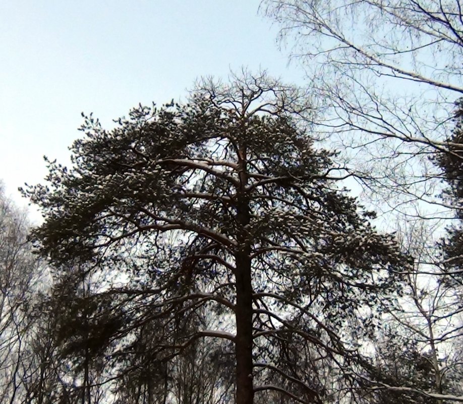 Рак сосны
