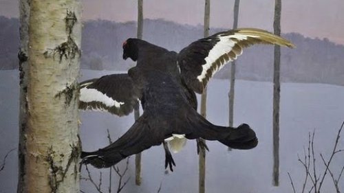 Зимняя охота. Тетерев на лунках