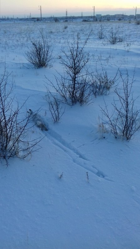 листопадник