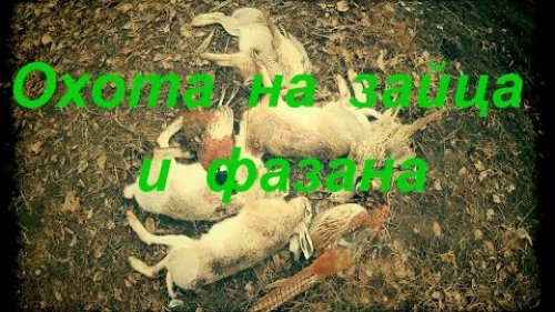 Охота на зайца и фазана" Два дня охоты в десяти минутах"