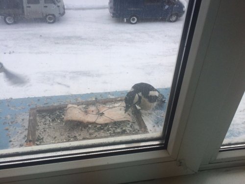 На "приваде" точнее кормушке