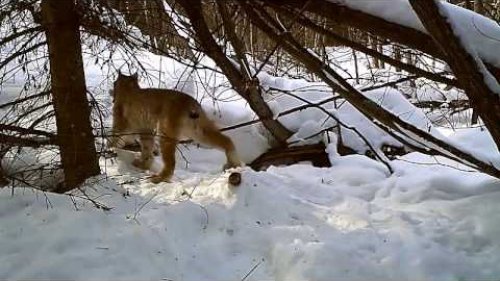 Рысь поймала зайца