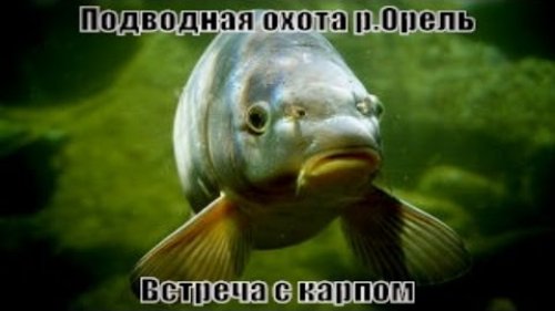 Подводная охота "Встреча с карпом"