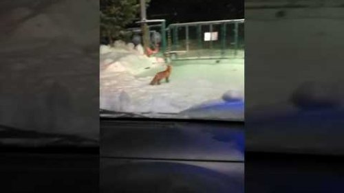 Лиса страх потеряла!