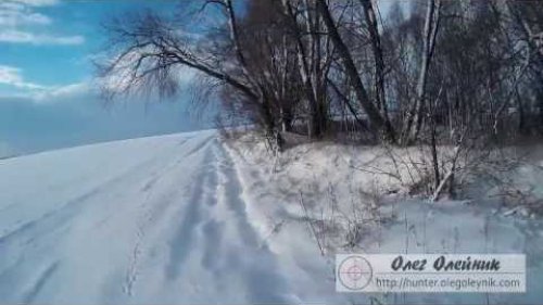 Охота на зайца по первому снегу