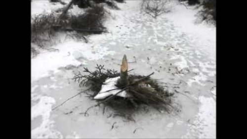 Капканный промысел. Сезон 2016-2017гг. Trapping hunt.