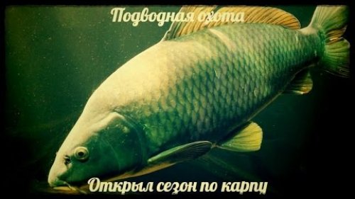 Подводная охота  Открыл сезон по карпу